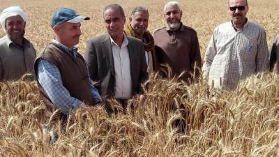 القصير: يتابع مع القيادات تشجيع المزارعين على توريد المحصول 