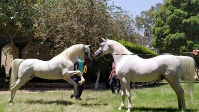 موافقة برلمانية على قانون محطة الزهراء لتربية الخيول العربية