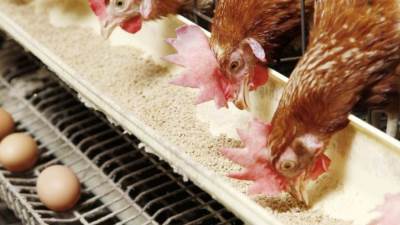 تعرف على أسعار الدواجن والبيض اليوم الأربعاء؟ 