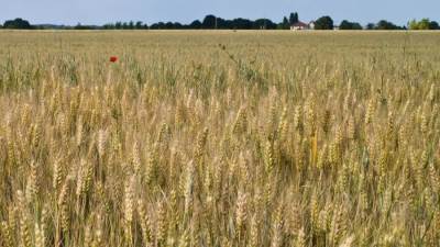 منظومة زراعة وتوريد القمح: معدلات إنتاج غير مسبوقة وطفرة في إنشاء الصوامع.. فيديو 