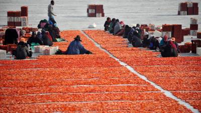 صور حصاد وتجفيف الطماطم تغزو صفحات السوشيال ميديا: "خير ورزق"