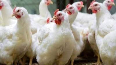 تعرف على أسعار الدواجن اليوم الثلاثاء بالأسواق