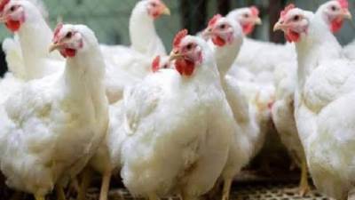 تراجع ملحوظ.. تعرف على أسعار الدواجن اليوم بالأسواق 