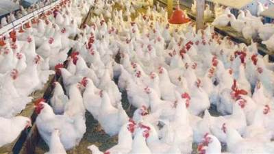 تعرف على أسعار الدواجن اليوم الاثنين 