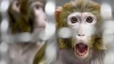 بعد قليل.. مؤتمر مهم للصحة العالمية حول فيروس "جدري القرود"