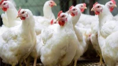 تعرف على أسعار الدواجن اليوم الاثنين بالأسواق 