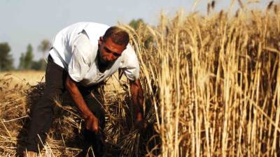 "التموين" تعلن حصر الأراضي المنزرعة بالقمح ومقارنة الكميات الموردة 