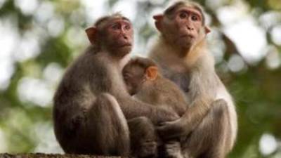 حديقة الحيوان: مصر خالية من جدري القرود ولم نستورد أي قرود 