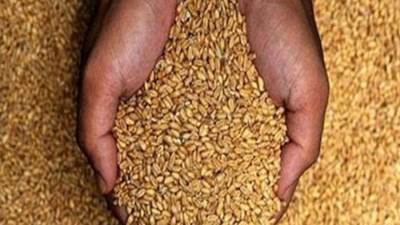 "مصر" ترفض شحنة قمح هندية لإصابتها بآفات خطيرة 