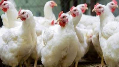 تعرف على أسعار الدواجن اليوم الأثنين 6 يونيو 2022