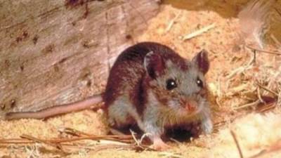 بعد جدري القرود وكورونا.. فيروس جديد يهدد البشرية