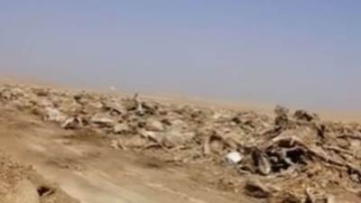 العثور على  جثث حمير متحللة في الفيوم.. تعرف على التفاصيل 