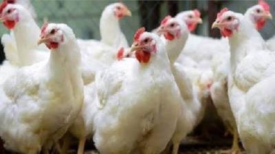  أسعار الدواجن اليوم في الأسواق 11 يونيو 2022 