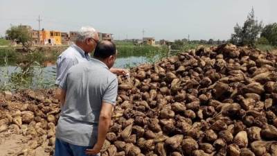 "الزراعة" تتابع توريد محصول البنجر لمصانع السكر بكفر الشيخ 