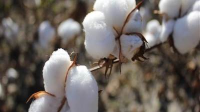بشرة خير.. ارتفاع مساحات زراعة القطن لـ 319.5 ألف فدان بـ  17 محافظة
