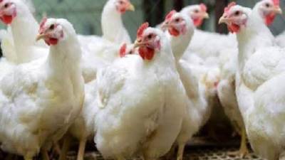 تعرف على أسعار الدواجن اليوم بالأسواق 