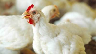 انخفاض في اسعار الدواجن اليوم.. تعرف على التفاصيل