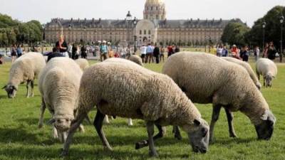 ماحكم الأضحية وحكمة تشريعها؟.. الأزهر يجيب 