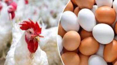 تعرف على أسعار الدواجن اليوم بالأسواق 