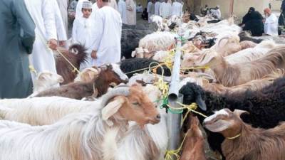 بشرى سارة من وزارة الزراعة للمواطنين بشأن الأضاحي