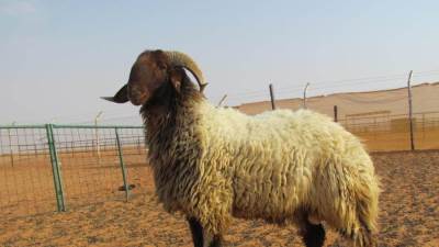 مع اقتراب عيد الأضحى المبارك .. الأزهر للفتوي يوضح سنن الأضحية 