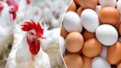 تعرف على أسعار الدواجن خلال تعاملات اليوم بالأسواق 