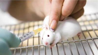 حبس معيد بقنا 6 أشهر لقتله 60 فأر تجارب انتقامًا من زميلته