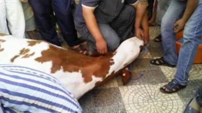 مع اقتراب عيد الأضحى المبارك.. الأزهر للفتوي يوضح حكم الأشتراك في الأضحية