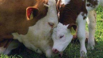 بمناسبة عيد الأضحي.. تعرف علي طريقة التعامل مع الأضحية قبل وبعد الذبح 