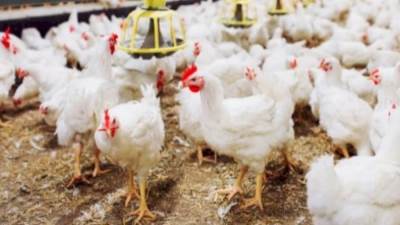 الساسو بـ 47 جنيها.. أسعار الدواجن اليوم الأربعاء