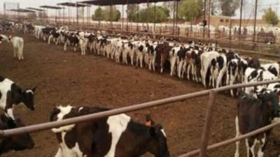 الحكومة تنفي فشل المشروع القومي لإحياء البتلو في زيادة الإنتاج الحيواني