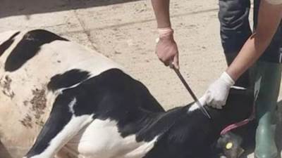 محافظ القاهرة: غرامة 10 ألف جنية لمن يذبح الأضاحي في الشارع