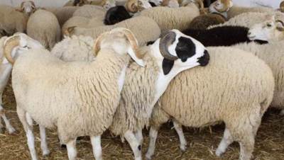 بالتزامن مع عيد الأضحى..الأزهر للفتوي يوضح شروط صحة الأضحية 