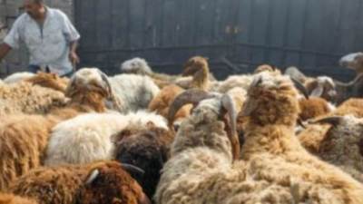 عاجل.. الأزهر تعلن شروط صحة الأضحية 