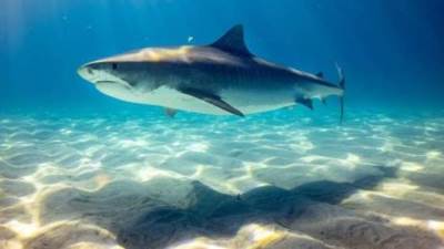 ماتت من الرعب.. وفاة نمساوية بعد اقتراب سمكة قرش منها 