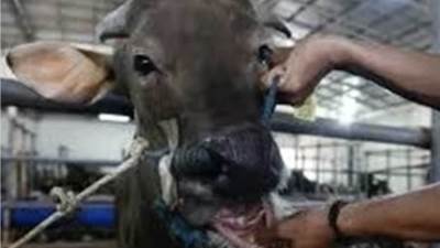 الأضحية في خطر… تفشي مرض (FMD) الخطير بين الأبقار والأغنام