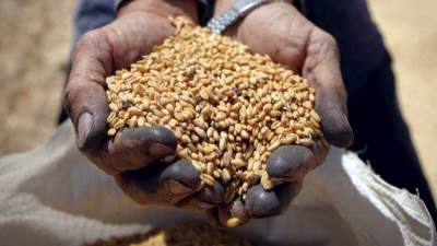 تراجع واردات مصر من القمح إبريل 2022 بنسبة 30%