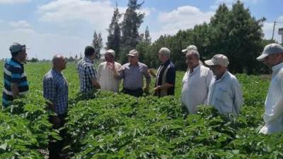 الزراعة تتابع المحاصيل الصيفية ومحطات التقاوي تواصل العمل استعدادا للموسم الشتوى مبكرًا