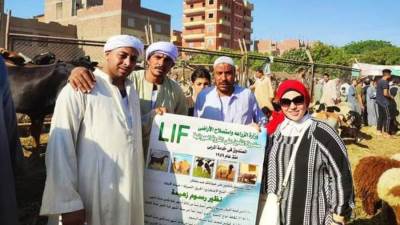 الزراعة: صندوق التأمين علي الماشية يصرف تعويضات 100% من قيمة الحيوان