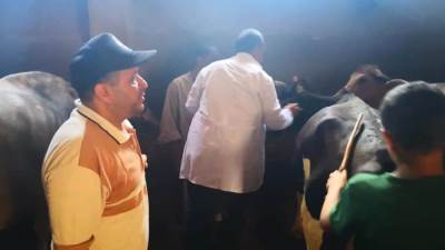 الزراعة: إعطاء أكثر من 341 ألف جرعة ضد الحمي القلاعية والوادي المتصدع