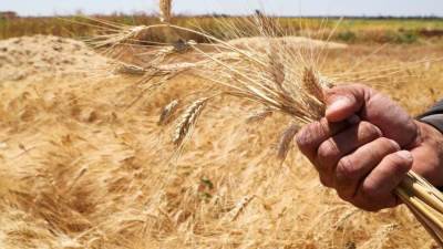 "السلع التموينية" تلغي ممارسة شراء قمح مستورد لارتفاع الأسعار المقدمة 