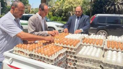 للمساهمة في خفض الأسعار.. الزراعة تطرح كميات من البيض بمنافذها بسعر 62 جنية للكرتونة