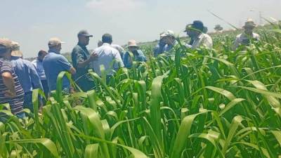 الزراعة تتابع البرامج البحثية والاكثارات للمحاصيل الصيفيه بمحطة سخا للبحوث الزراعيه