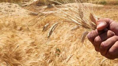 انخفاض أسعار القمح 50% والذرة والأسمدة 25% بعد السماح بتصدير الحبوب الأوكرانية