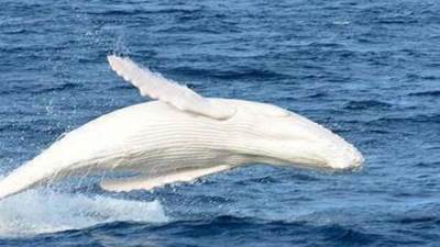 انتشال حوت ابيض من نهر السين مع استمرار عملية إنقاذه