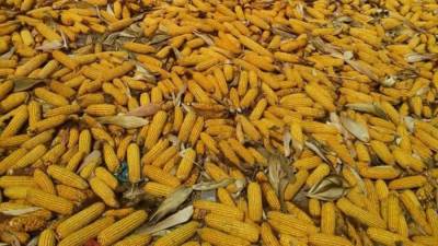 الزراعة بدء موسم حصاد الذرة الاصفر في محافظة مطروح