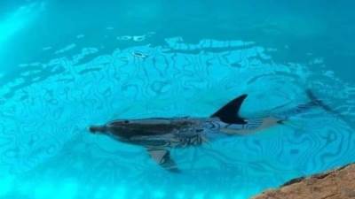 فريق علوم البحار يعيد دولفين للبيئة البحرية بعد تعرضه لهجوم سمكة قرش