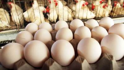 انخفاض أسعار الدواجن والبيض اليوم الإثنين 22 أغسطس