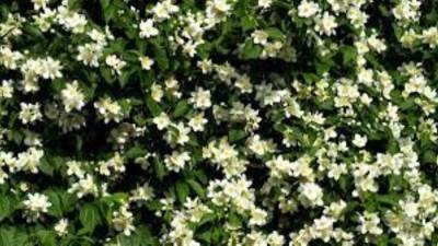 مزارعو الياسمين في مصر يواجهون صعوبات بسبب الحر والحرب.. كيف؟