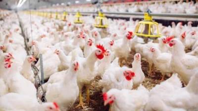 2500 جنيه ارتفاع في سعر طن الذرة خلال أسبوع .. فمن المسئول